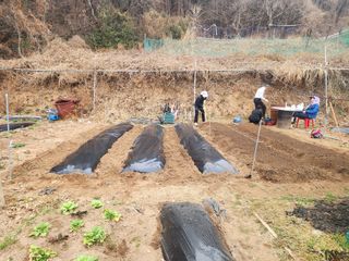 차태현님의 기타작물 · 영농일지 작성글 사진