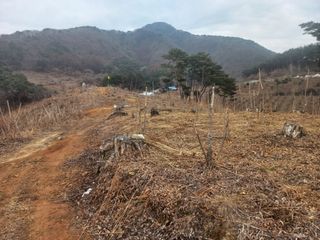 손 무현님의 두릅 · 영농일지 작성글 사진