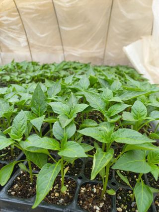 박린님의 고추 · 영농일지 작성글 사진