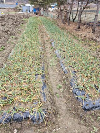 김강호님의 마늘 · 영농일지 작성글 사진