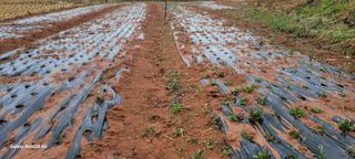 김동제님의 양파 · 영농일지 작성글 사진