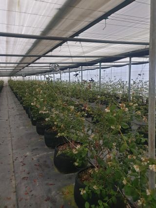 일군 블루베리 농원님의 기타작물 · 영농일지 작성글 사진