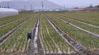 서정욱님의 마늘 · 영농일지 작성글 사진