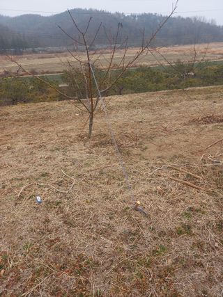 성재엄마님의 기타작물 · 영농일지 작성글 사진