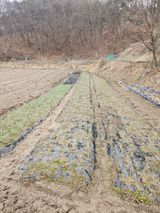 팜모닝 기타작물·영농일지 게시글 이미지