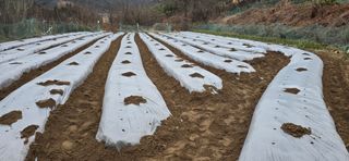 진촌다육묘목농원님의 기타작물 · 영농일지 작성글 사진