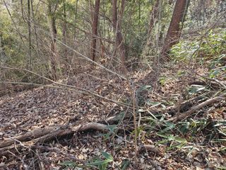 산삼님의 기타작물 · 영농일지 작성글 사진