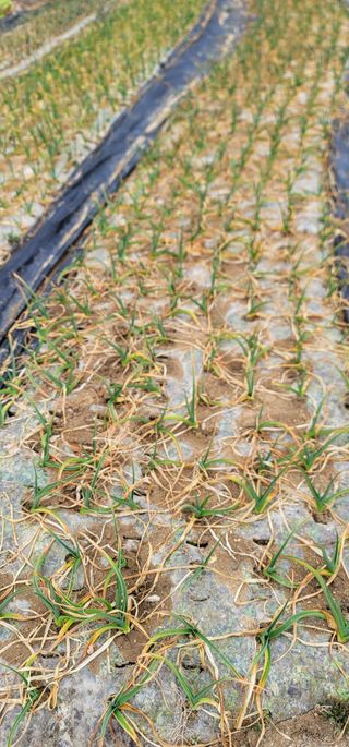 열정님의 기타작물 · 영농일지 작성글 사진