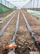 팜모닝 기타작물·영농일지 게시글 이미지