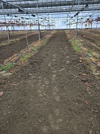 전진원님의 포도 · 영농일지 작성글 사진