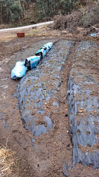 태능김동수님의 기타작물 · 영농일지 작성글 사진