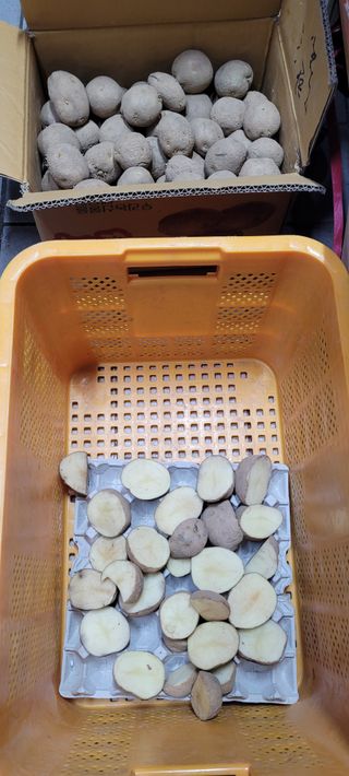 한성님의 감자 · 영농일지 작성글 사진