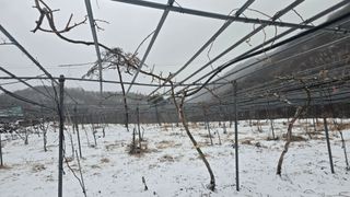 허 동길(길이농장)님의 기타작물 · 영농일지 작성글 사진