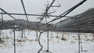 허 동길(길이농장)님의 기타작물 · 영농일지 작성글 사진