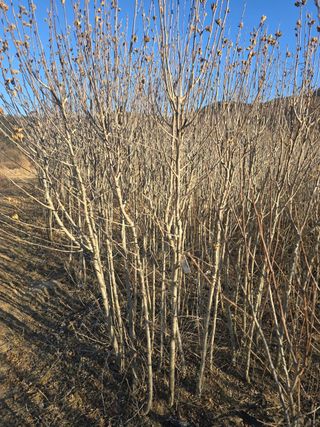 기중권님의 기타작물 · 영농일지 작성글 사진