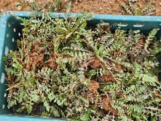 보리수치유농장님의 기타작물 · 영농일지 작성글 사진