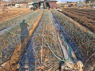 나누고싶어서님의 기타작물 · 영농일지 작성글 사진