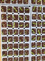 팜모닝 기타작물·영농일지 게시글 이미지