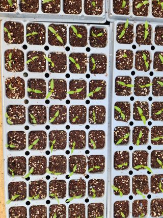 김정기 님의 기타작물 · 영농일지 작성글 사진