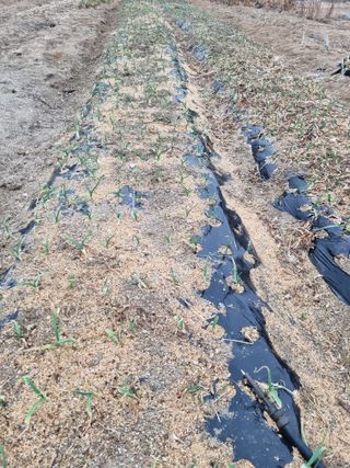 참깨16081님의 기타작물 · 영농일지 작성글 사진