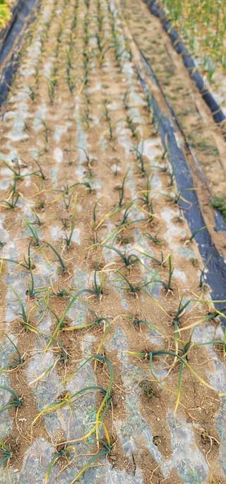 열정님의 기타작물 · 영농일지 작성글 사진