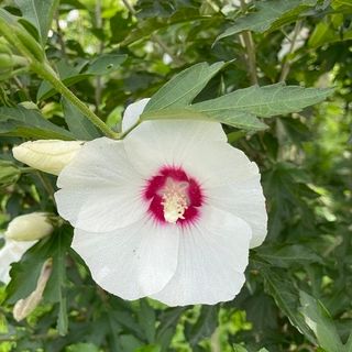 기중권님의 기타작물 · 영농일지 작성글 사진