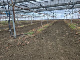 전진원님의 포도 · 영농일지 작성글 사진