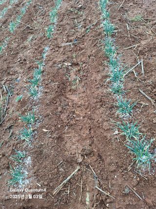 김용환님의 파 · 영농일지 작성글 사진