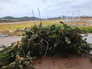 보리수치유농장님의 기타작물 · 영농일지 작성글 사진