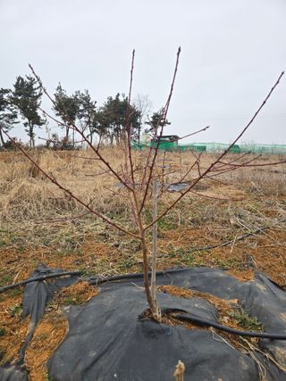 소병기 정직한농장님의 기타작물 · 영농일지 작성글 사진