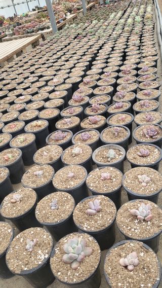 우성철님의 기타작물 · 영농일지 작성글 사진