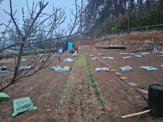 연모 자연의행복님의 기타작물 · 영농일지 작성글 사진