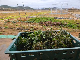 보리수치유농장님의 기타작물 · 영농일지 작성글 사진