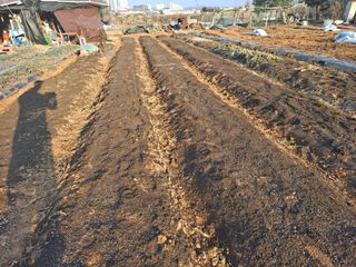 나누고싶어서님의 기타작물 · 영농일지 작성글 사진