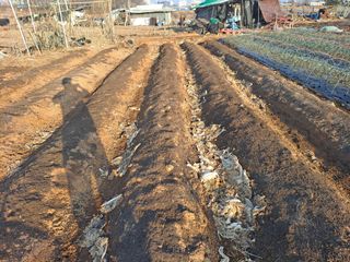 나누고싶어서님의 기타작물 · 영농일지 작성글 사진