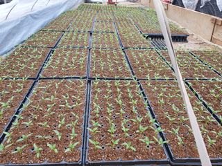 김정태님의 고추 · 영농일지 작성글 사진