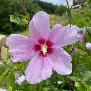 기중권님의 기타작물 · 영농일지 작성글 사진