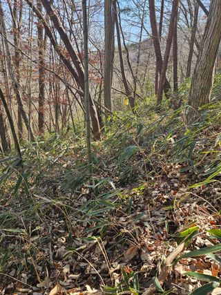 산삼님의 기타작물 · 영농일지 작성글 사진