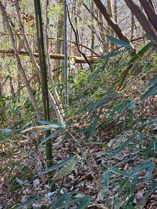 산삼님의 기타작물 · 영농일지 작성글 사진