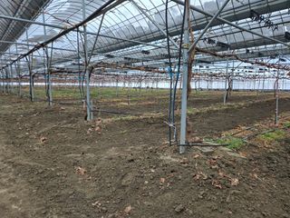 전진원님의 포도 · 영농일지 작성글 사진