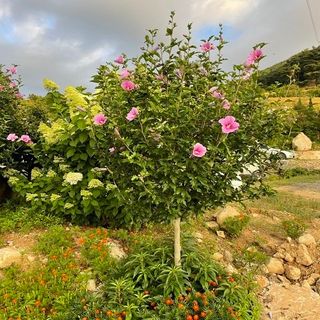 기중권님의 기타작물 · 영농일지 작성글 사진