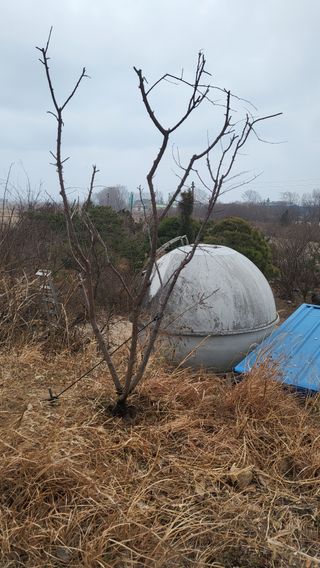 괴동조합장님의 기타작물 · 영농일지 작성글 사진