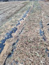 팜모닝 기타작물·영농일지 게시글 이미지