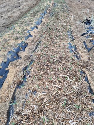 참깨16081님의 기타작물 · 영농일지 작성글 사진