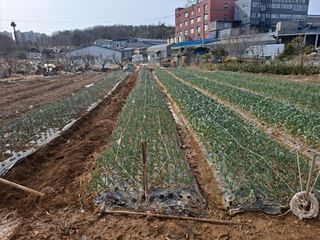 나누고싶어서님의 기타작물 · 영농일지 작성글 사진