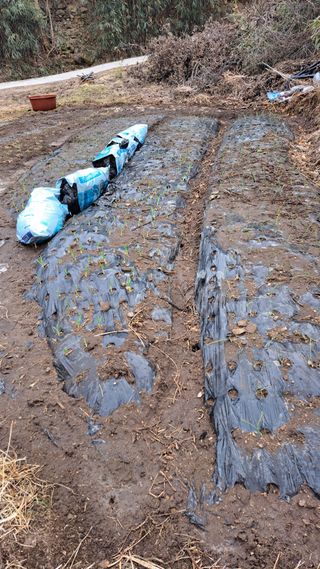 태능김동수님의 기타작물 · 영농일지 작성글 사진