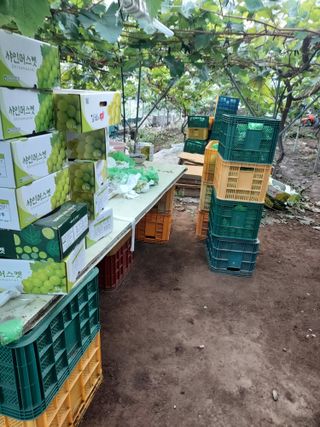 매실10696님의 기타작물 · 영농일지 작성글 사진