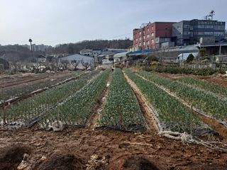 나누고싶어서님의 기타작물 · 영농일지 작성글 사진