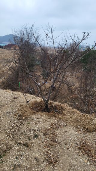 괴동조합장님의 기타작물 · 영농일지 작성글 사진