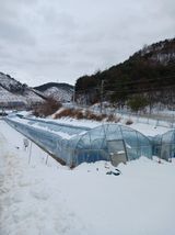 팜모닝 기타작물·영농일지 게시글 이미지